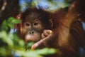 Cutest baby orangutan hangs in a tree in zoo Royalty Free Stock Photo