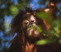 Cutest baby orangutan hangs in a tree in zoo Royalty Free Stock Photo