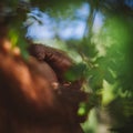 Cutest baby orangutan hangs in a tree in zoo Royalty Free Stock Photo