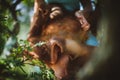 Cutest baby orangutan hangs in a tree in zoo Royalty Free Stock Photo