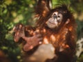 Cutest baby orangutan hangs in a tree in zoo Royalty Free Stock Photo