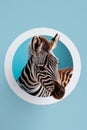 Cutest baby zebra peeking out of a hole. Blue background surface wall texture