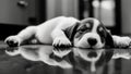 the cutest black and white photo of a Puppy\'s paws laying down reflection on a table