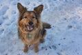 Cutest dog sitting on snow