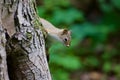The cutest funny squirrel is playing in hide-and-seek