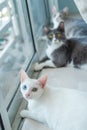 Cutest indoor cats are looking something Royalty Free Stock Photo