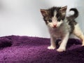 Cutest kitten in the world with huge eyes