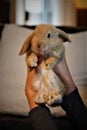Cute Tiny Dwarf Bunny