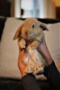 Cute Tiny Dwarf Bunny