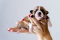 Cutest little ginger and white Welsh Corgi Pembroke puppy sleaping in human hands.