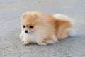 Cutest little pomeranian dog resting on the beach