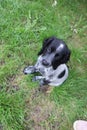 Cutest little puppy sprocker spaniel adorable grass happy