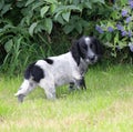 Cutest little puppy sprocker spaniel adorable grass field happy