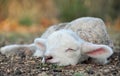 The cutest newborn Spring lamb ever! Royalty Free Stock Photo