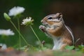 Cutest squirrel smelling a flower. Little chipmunk enjoying the flowers. Generative AI.