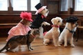 a cutesy dance routine with dogs wearing tutus and cats in top hats