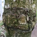 Cute Textured manggo tree