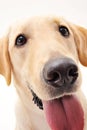 Cutey Labrador Royalty Free Stock Photo