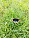 Cutie butterfly on green grass