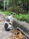 A cutie cat siiting and looking at something.