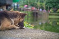 Cutie dog in Etong village at kanchanaburi city Thailand.