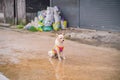 Cutie dog in Etong village at kanchanaburi city Thailand.