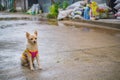 Cutie dog in Etong village at kanchanaburi city Thailand.
