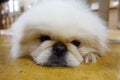 Cutie white puppy Face Close-up