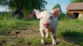 cutie and funny young pig is standing on the green grass. Happy piglet on the meadow. generative ai