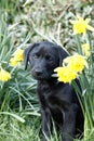 Cutie labrador Puppy in the daffodils. Royalty Free Stock Photo