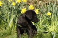 Cutie labrador Puppy in the daffodils. Royalty Free Stock Photo