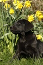 Cutie labrador Puppy in the daffodils. Royalty Free Stock Photo