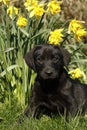 Cutie labrador Puppy in the daffodils. Royalty Free Stock Photo