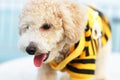 Cutie Poodle Dog Royalty Free Stock Photo