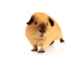 Cutie red guinea pig over white Royalty Free Stock Photo