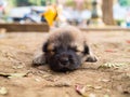 Cutie sleeping puppy on the ground Royalty Free Stock Photo