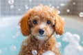 Cutie Toy Poodle dog in bathtub full of soap foam. Royalty Free Stock Photo