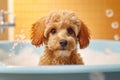 Cutie Toy Poodle dog in bathtub full of soap foam. Royalty Free Stock Photo