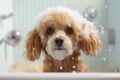 Cutie Toy Poodle dog in bathtub full of soap foam. Royalty Free Stock Photo