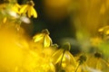 Cutleaf Coneflower - Rudbeckia laciniata at dawn