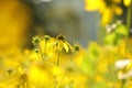 Cutleaf Coneflower - Rudbeckia laciniata at dawn