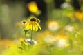 cutleaf coneflower rudbeckia laciniata in the sunshine close up of fresh growing on meadow backlit by light morning sun august Royalty Free Stock Photo