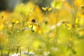 cutleaf coneflower rudbeckia laciniata in the sunshine close up of fresh growing on meadow backlit by light morning sun august Royalty Free Stock Photo