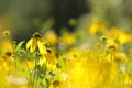 Cutleaf Coneflower - Rudbeckia laciniata in the sunshine Royalty Free Stock Photo