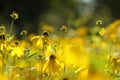 Cutleaf Coneflower - Rudbeckia laciniata in the sunshine Royalty Free Stock Photo
