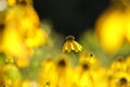 Cutleaf Coneflower - Rudbeckia laciniata in the sunshine Royalty Free Stock Photo