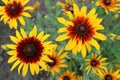 Cutleaf coneflower rudbeckia yellow and red flowers