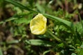 Cutleaf eveningprimrose Royalty Free Stock Photo