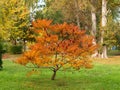 Cutleaf staghorn sumac in autumn.