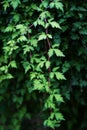 Cutleaf stefanandra, lace shrub in the summer Royalty Free Stock Photo